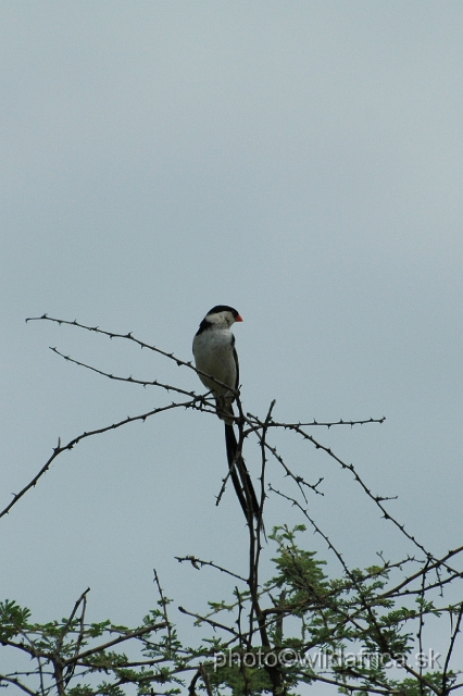 puku rsa 059.jpg - Pin-tailed Whydah (Vidua macroura)